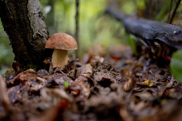 White mushrooms in the woods, on a background of leaves, bright sunlight. Boletus. Mushroom