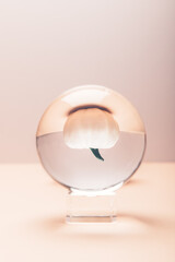 White Pumpkins on blue background with one pumpkin reflecting in crystal ball, trendy autumn concept