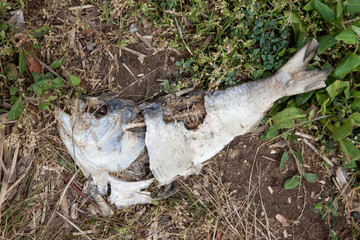 Obraz premium Dead fish on the grass