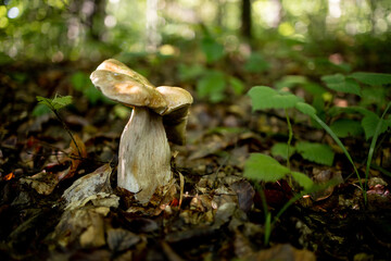 White mushrooms in the woods, on a background of leaves, bright sunlight. Boletus. Mushroom