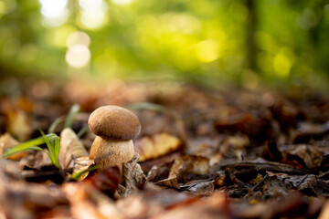 White mushrooms in the woods, on a background of leaves, bright sunlight. Boletus. Mushroom