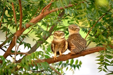 owl on branch