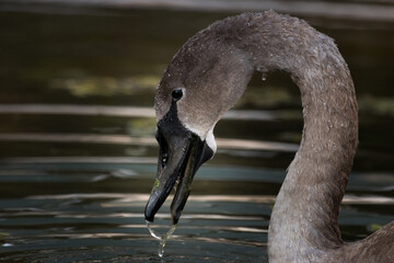 swan on the water