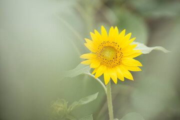 yellow sunflower closeup