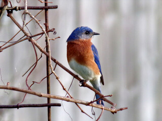 Eastern Bluebird