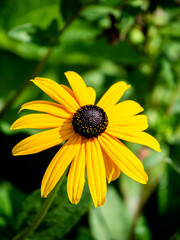 Fototapeta premium Bright colors of summer: yellow Rudbeckia in the sun