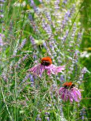 Summer meadow: grass panicles and flowers in the sunny morning