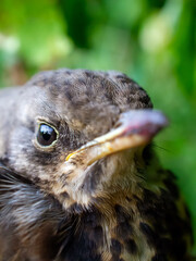 Snowbird juvenile close-up
