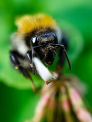Bumblebee face-to-face close-up