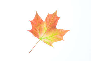 Autumn fall maple leaf isolated on white background