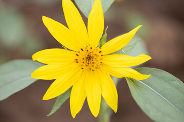 yellow sunflower closeup