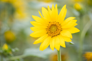 yellow sunflower closeup