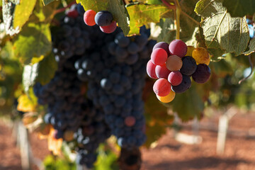 Uvas en la cepa del viñedo preparas y maduras para la vendimia.