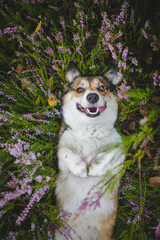 Welsh corgi pembroke dog smiling, happy laying wth belly up in heathers