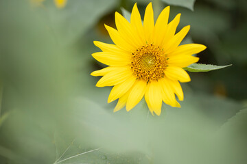 yellow sunflower closeup