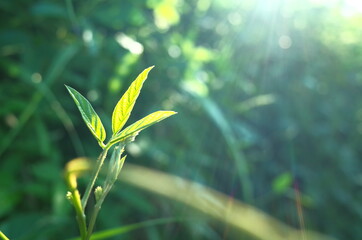 植物