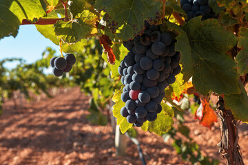 Uvas en la cepa del viñedo preparas y maduras para la vendimia.
