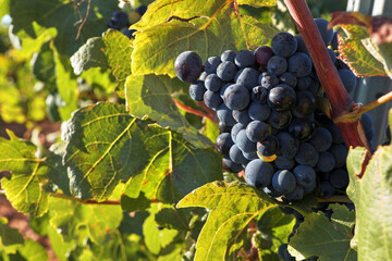 Uvas en la cepa del vi&ntilde;edo preparas y maduras para la vendimia.