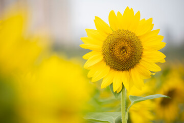 yellow sunflower closeup