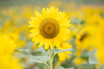 yellow sunflower closeup