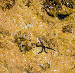 coral reef in the sea