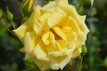 Close-up view of a yellow rose with green leaves inside the garden. Other rose buds that appear blurred in the background. The shadows between the petals of the flower.