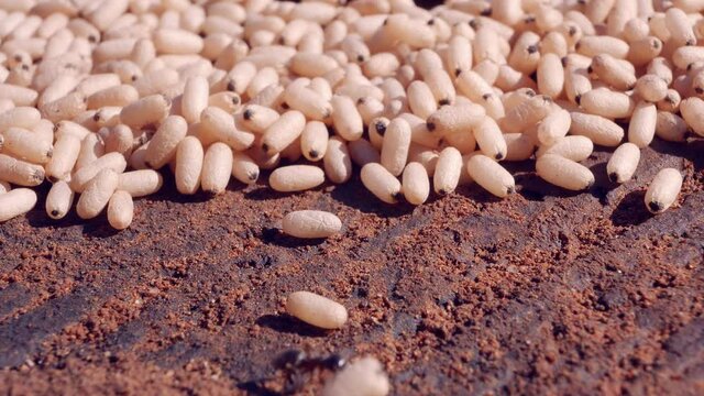 Black Garden Ants. A look inside the ant family. Offspring care. Global warming and climate change. Adaptation