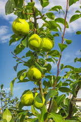 Branch with beautiful large pears against sky