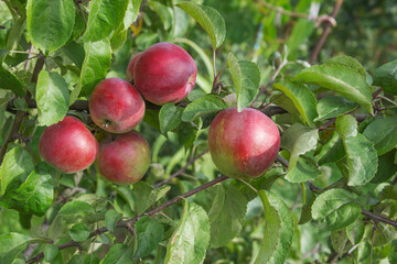 Autumn variety of apples on a branch. Red fruits