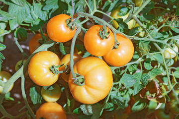 Yellow large tomatoes on the branches in an amateur garden
