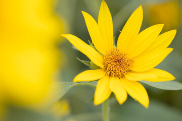 yellow sunflowers and leaves