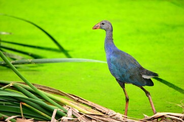 purple swamphen 