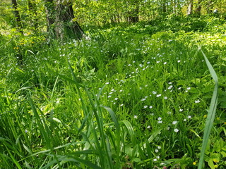 green grass with water drops