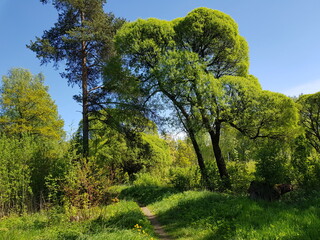 trees in the park