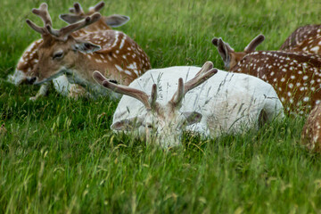 deer in the grass