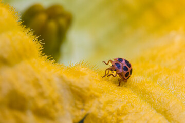 ladybug on yellow flower closeup