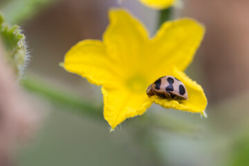 ladybug on yellow flower closeup