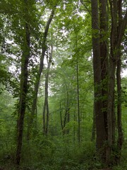 Obraz premium trees in the forest