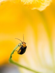 beetle on a flower close up macro