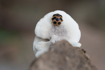 ladybug on a mushroom closeup macro