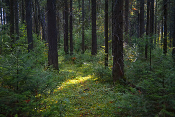 Forest closeup, beautiful summer landscape, sunlight shines through branches, trees with shadows.