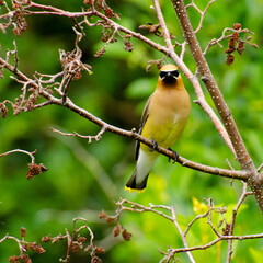 Jaseur d'Amérique - Cedar waxwing