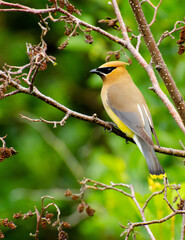 Jaseur d'Amérique - Cedar waxwing