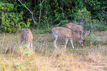 Wilpattu National Park, Sri-Lanka