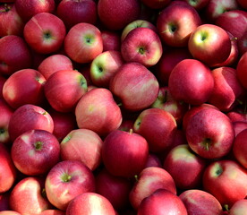 Hintergrund und Textur rote reife Äpfel im Herbst nach der Apfelernte in Südtirol