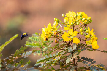 Wilpattu National Park, Sri-Lanka