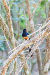 Wilpattu National Park, Sri-Lanka