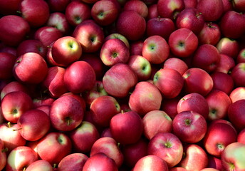 Hintergrund und Textur rote reife Äpfel im Herbst nach der Apfelernte in Südtirol