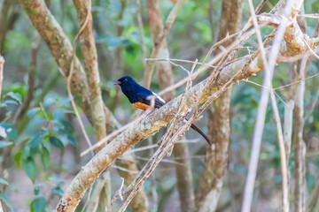 Wilpattu National Park, Sri-Lanka