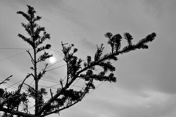 branches of a tree